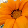 Orange flower