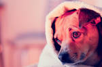 Small Dog by cristiansz