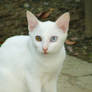 White Cat