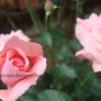 Rose IV