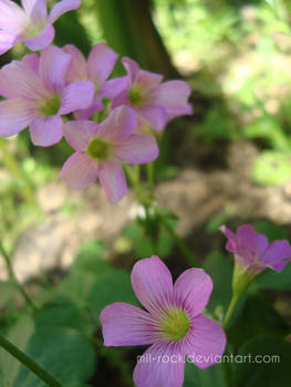 Clover Flower II