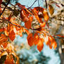 Autumn Orange