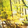 Forest Walkway