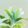 Succulent Green