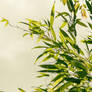 Bamboo Sky