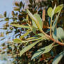 Leaves and Light