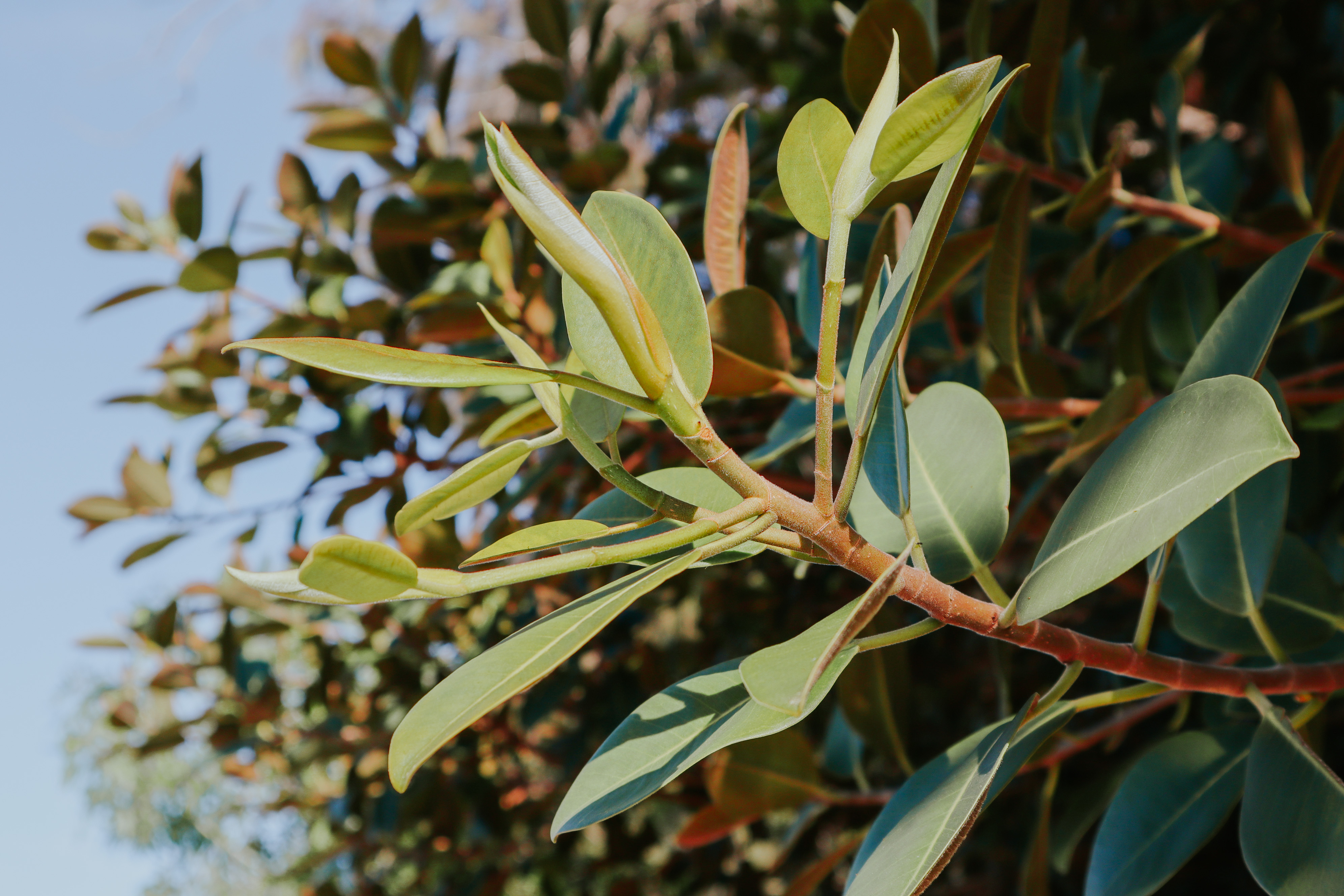 Leaves and Light