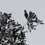 Branching High