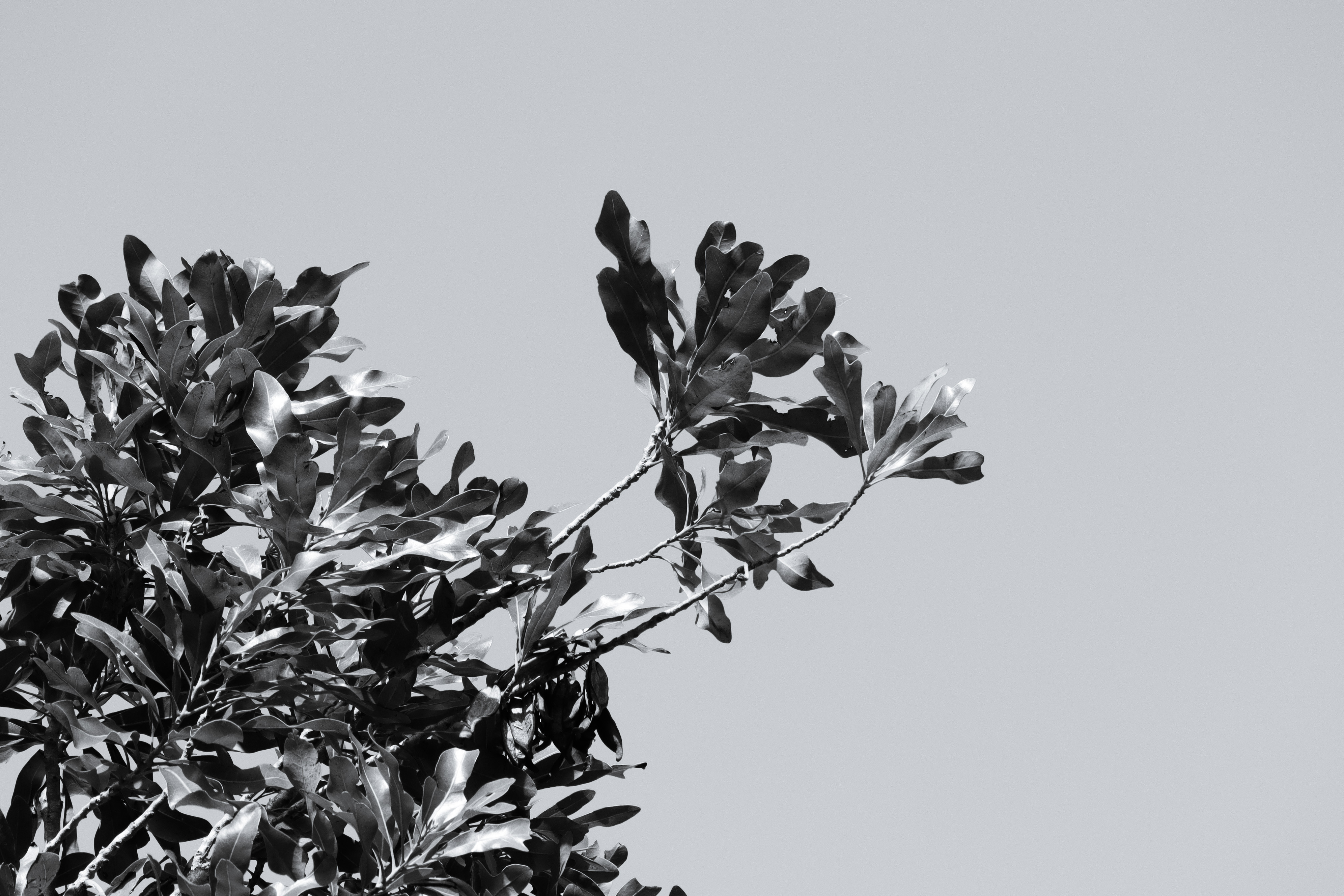 Branching High