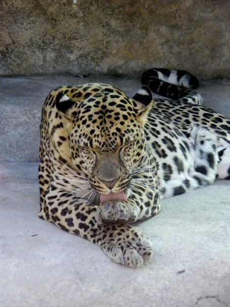 Leopard lick