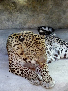 Leopard III