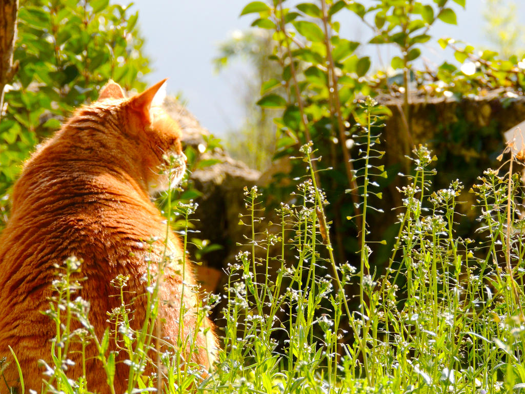 Garden cat III