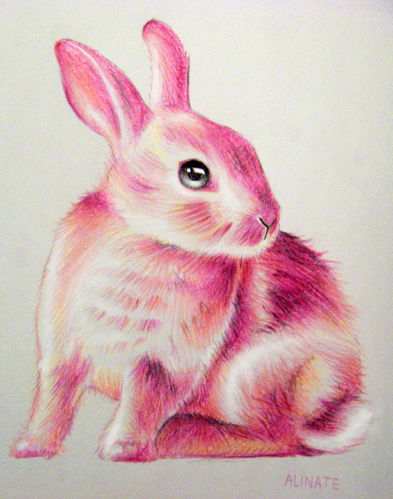 Un Lapin Rose / Pink Rabbit