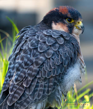 Lanner Falcon