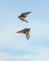 Swallows in flight