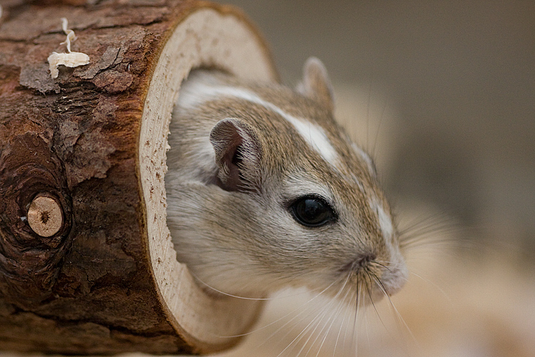 Chess gerbil