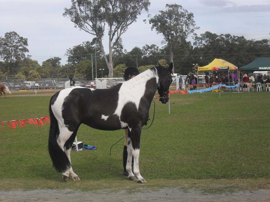 Black Tobiano Stock