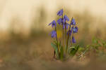 Blue Flowers by homerlein