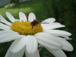 Bee Happy