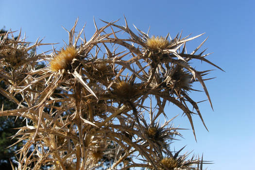 dried flower