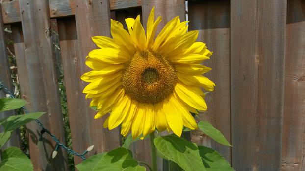 Sunflower Summer