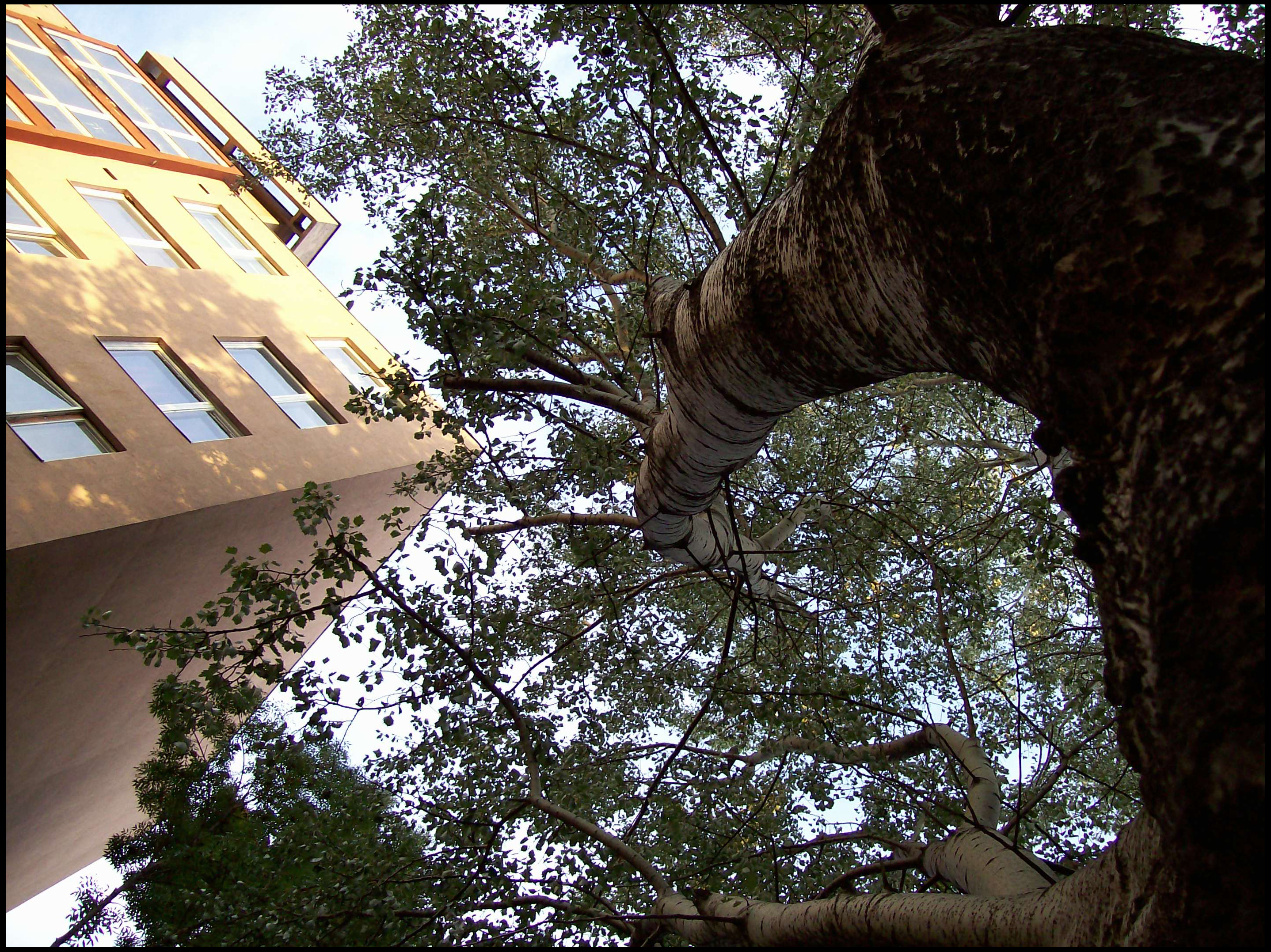 Flat Tree Spiral