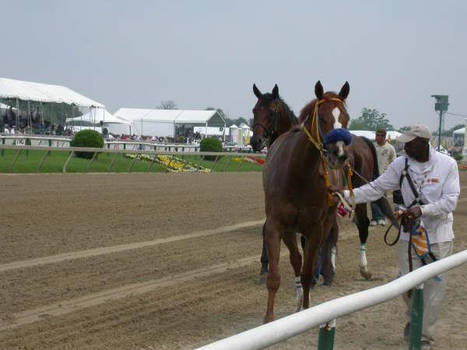 Racehorse Stock 3