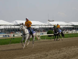 Racehorse Stock 6