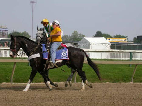 Racehorse Stock 7
