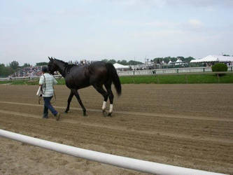 Racehorse Stock 9