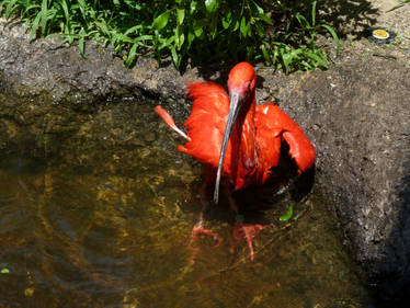 Scarlet Ibis