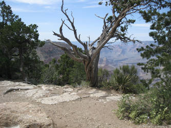 Gnarly Tree