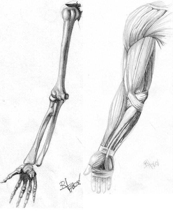 Muscle Reference by Nervaa on DeviantArt