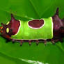 Saddleback Caterpillar 