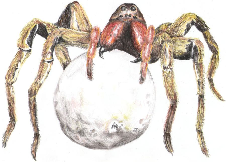 Tarantula Deviantart Tarantula by trop17 on DeviantArt