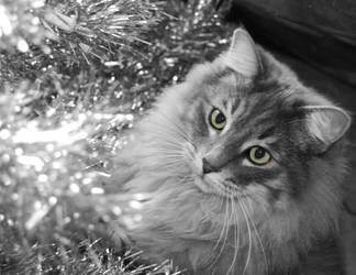 Fizgig's X-Mas