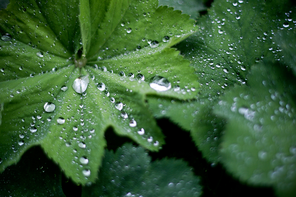 Botanical Garden, Gothenburg