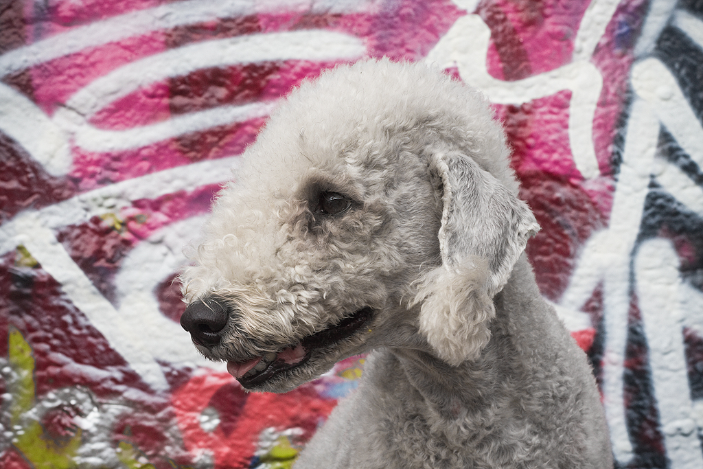 Bedlington Terrier