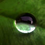 A raindrop on leaf