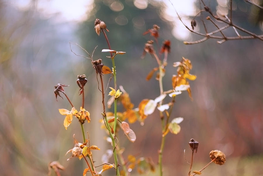 Testing the Helios 44M-2 58mm f/2