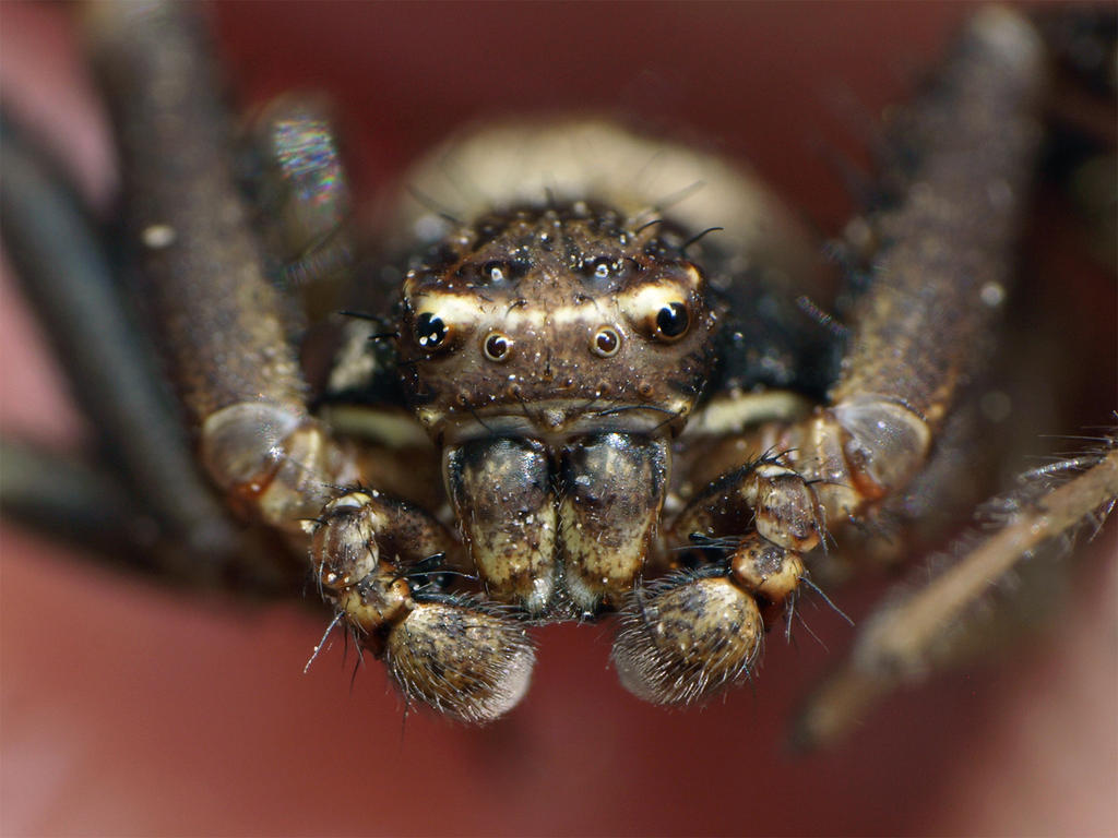 Running crab spider