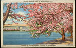 Vintage Washington DC - Cherry Trees by Yesterdays-Paper