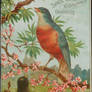 Robin and Bluebird - Victorian Advertising Card