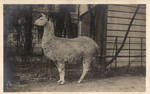 Happy Llama by Yesterdays-Paper