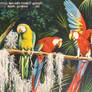 Vintage Miami - Macaws at Parrot Jungle