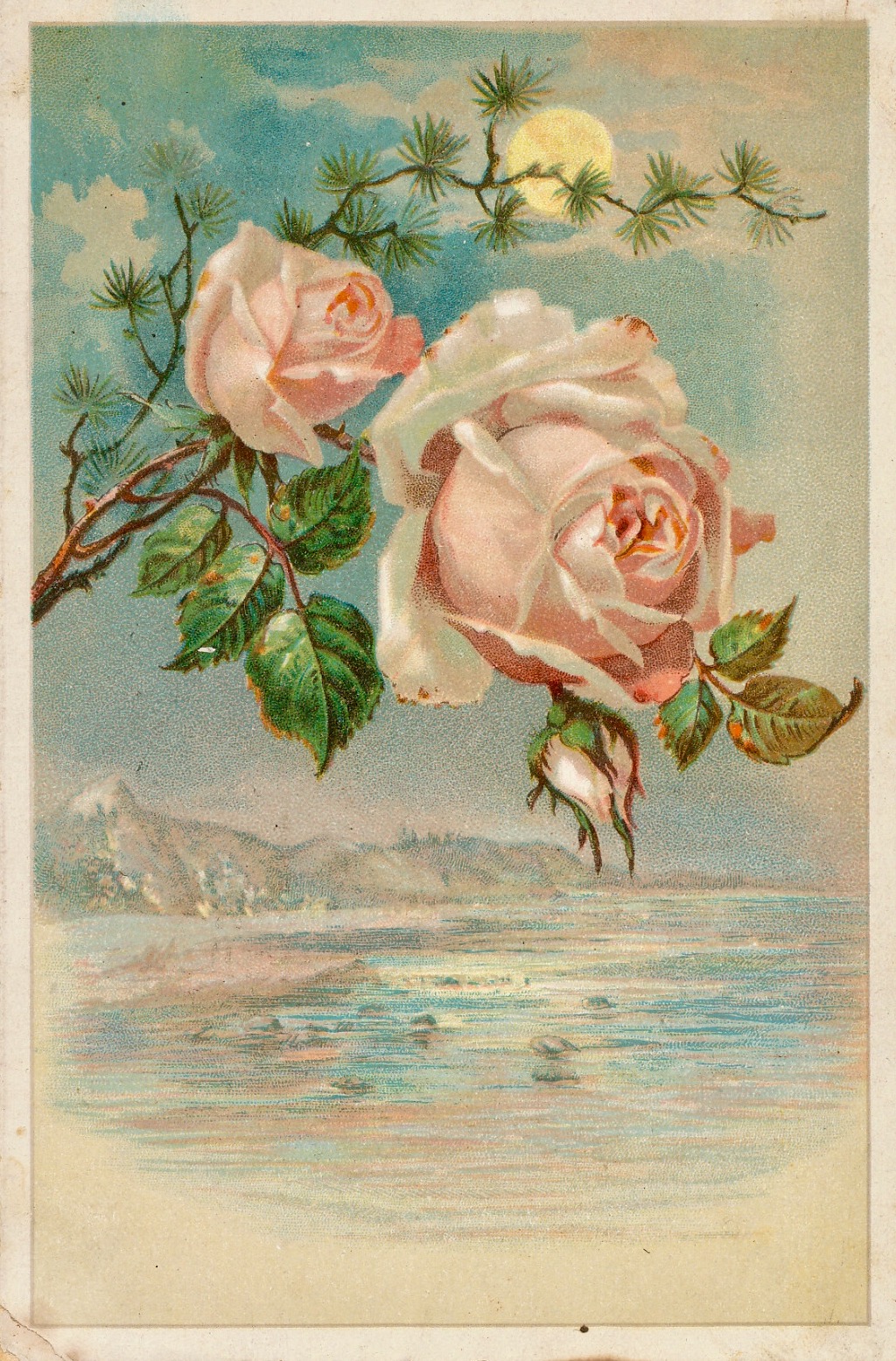 Victorian Advertising - My Fairest Rose