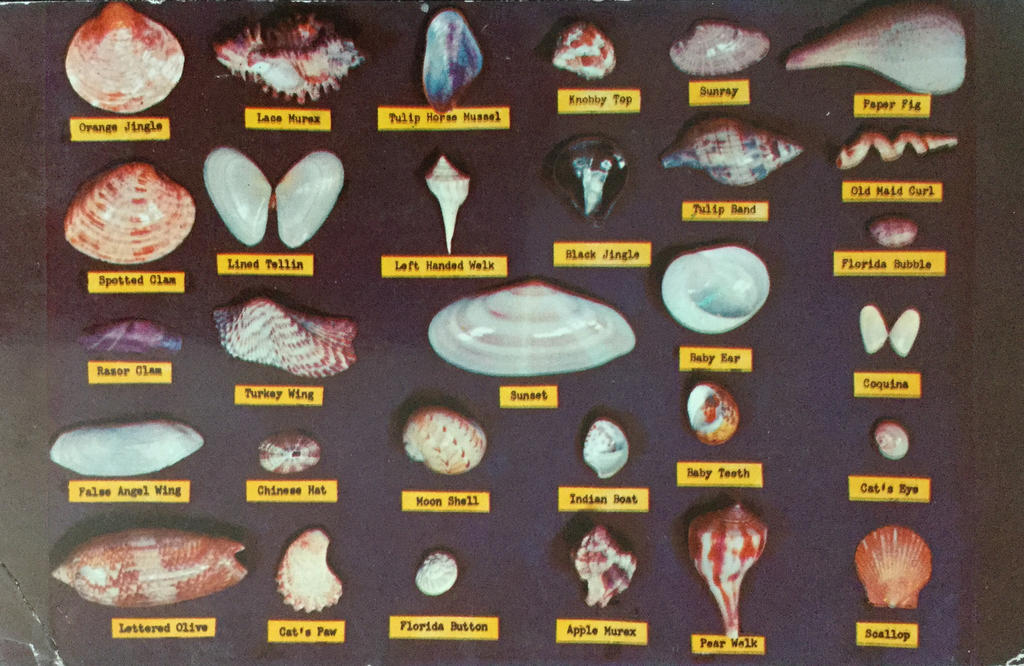 Vintage Florida - Shell Chart by Yesterdays-Paper on DeviantArt