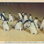 Parade of the Fairy Penguins