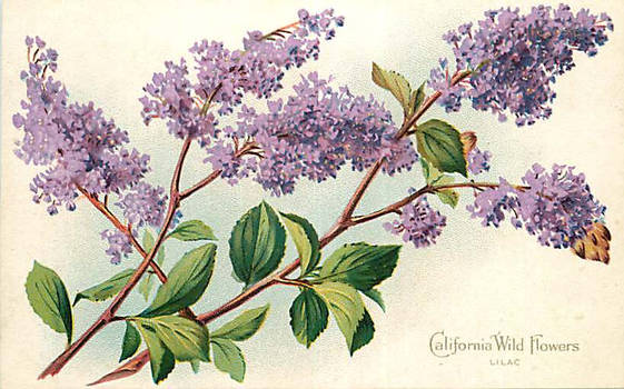 California Wild Flowers - Lilac