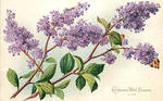 California Wild Flowers - Lilac